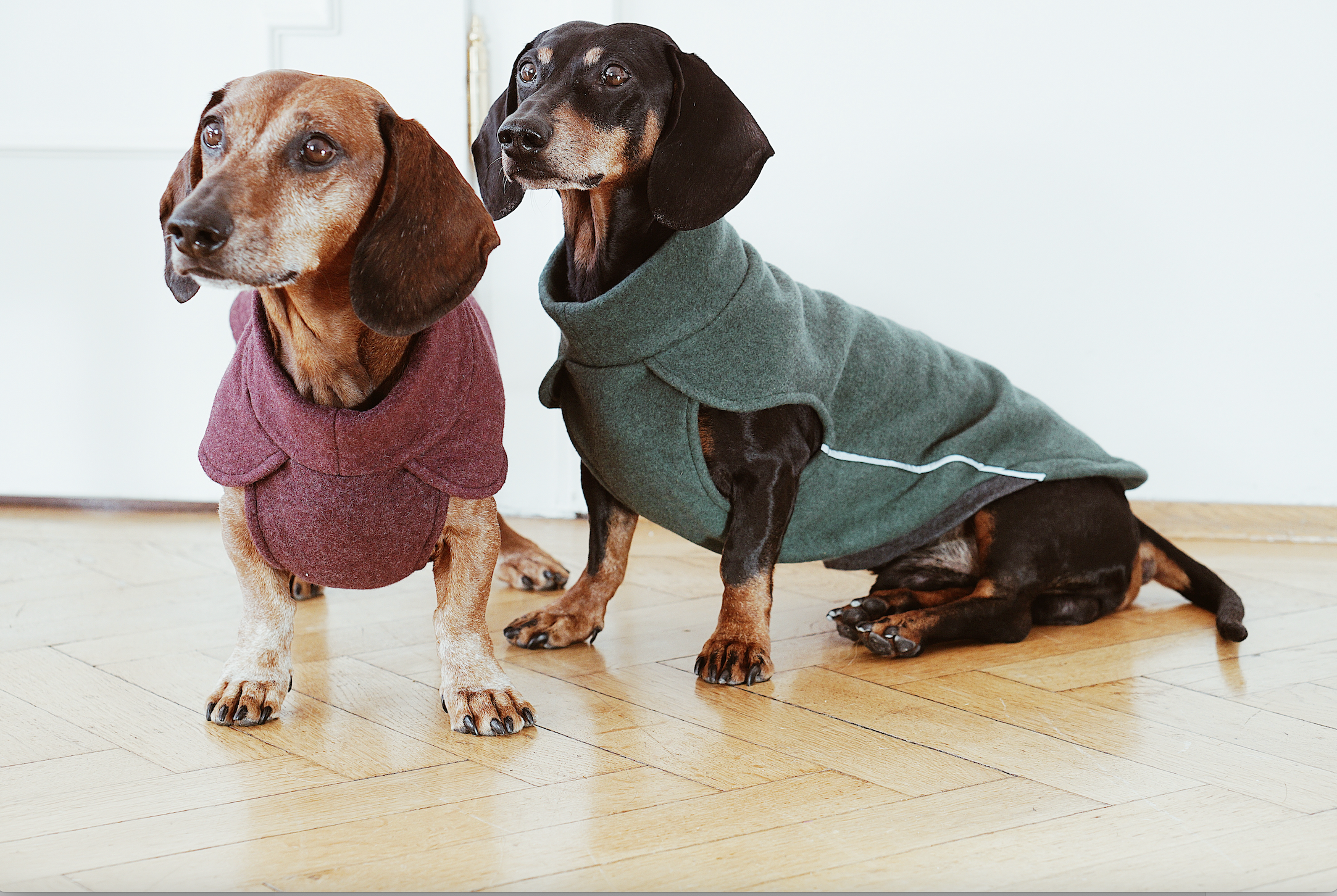 Dachshund coats deals australia