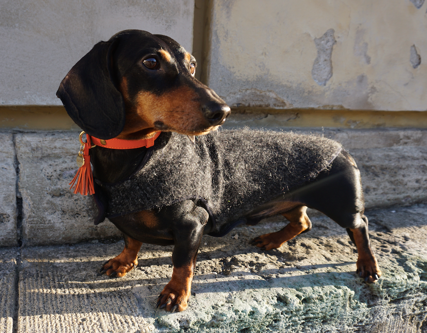 Dachshund collars outlet