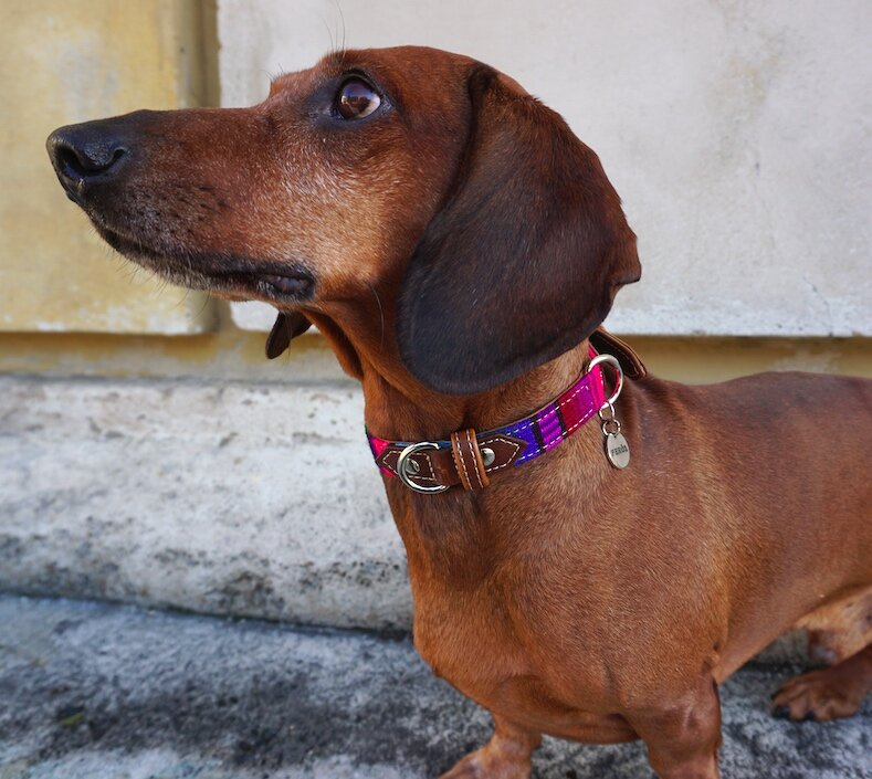 Dog store collar dachshund