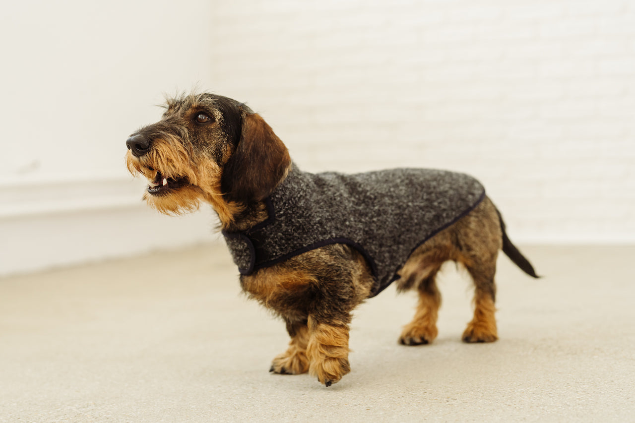 Wool dachshund coat Picasso dog winter jacket Dachshund couture