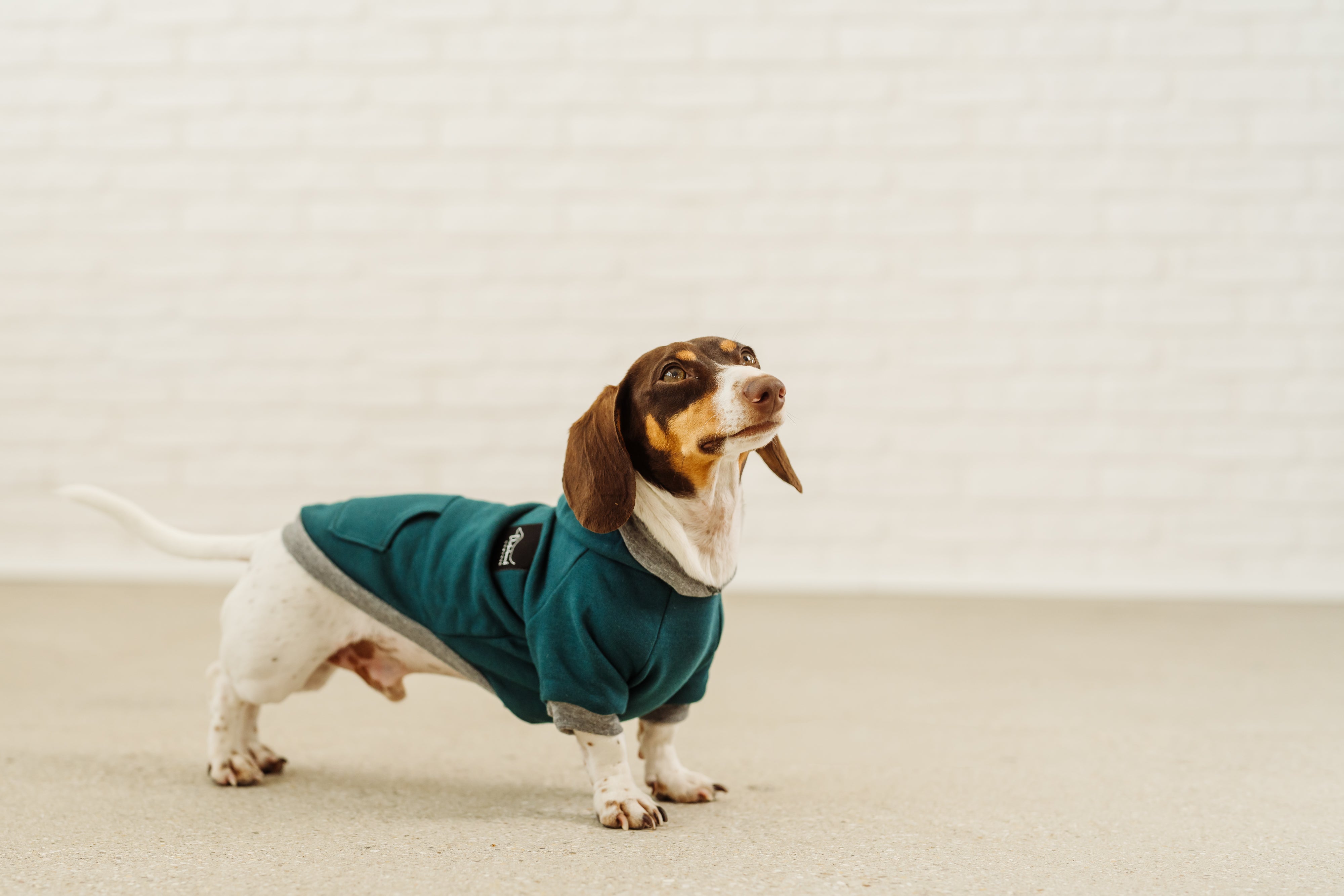Green dachshund hoodie organic cotton grey dog sweater with hood