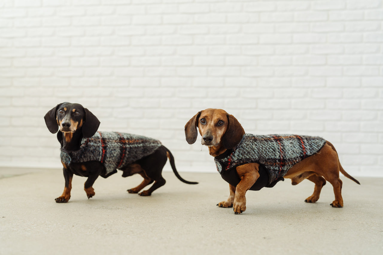 Miniature advisory dachshund accessories