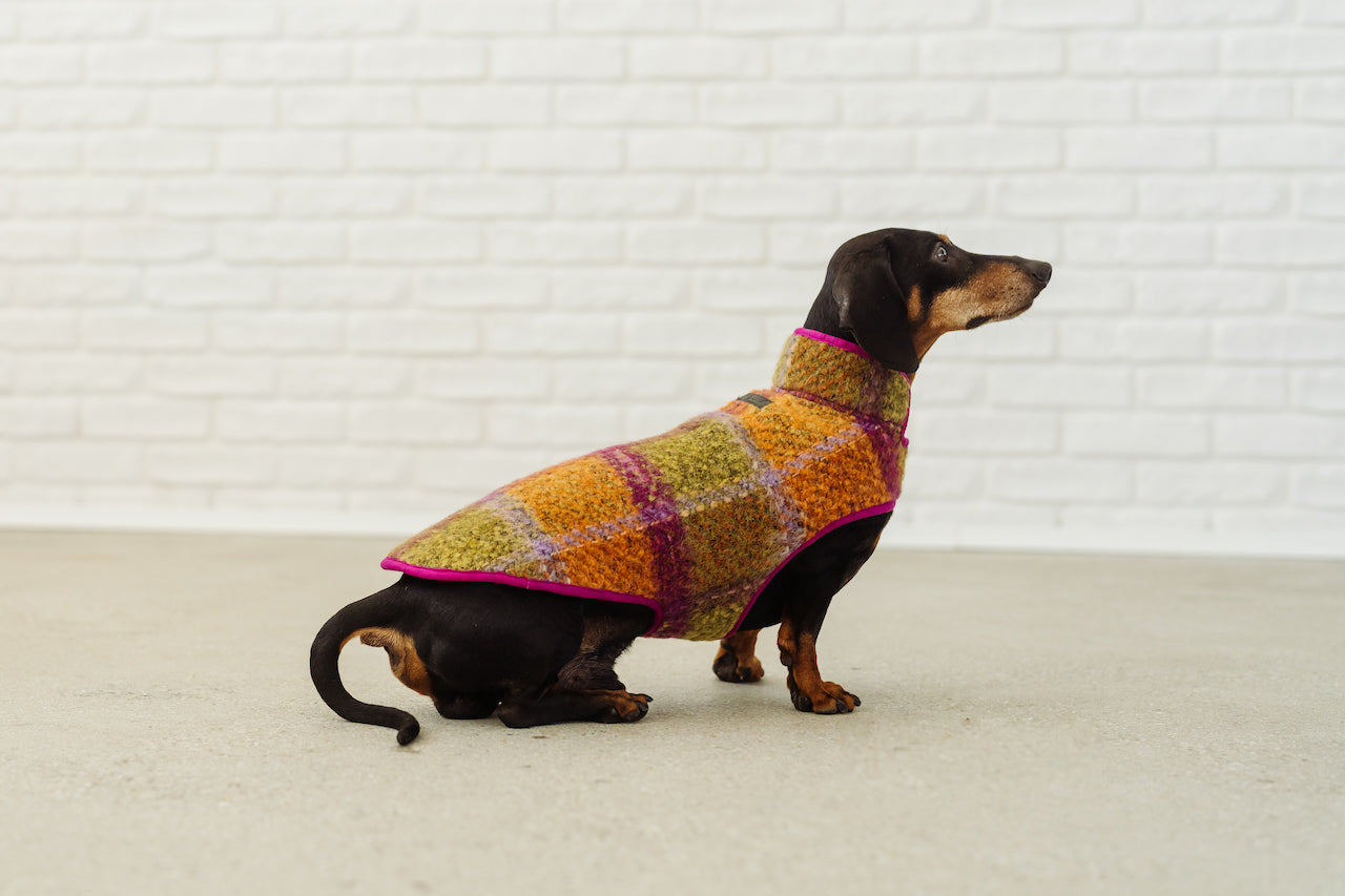 Clothes with outlet dachshunds on them