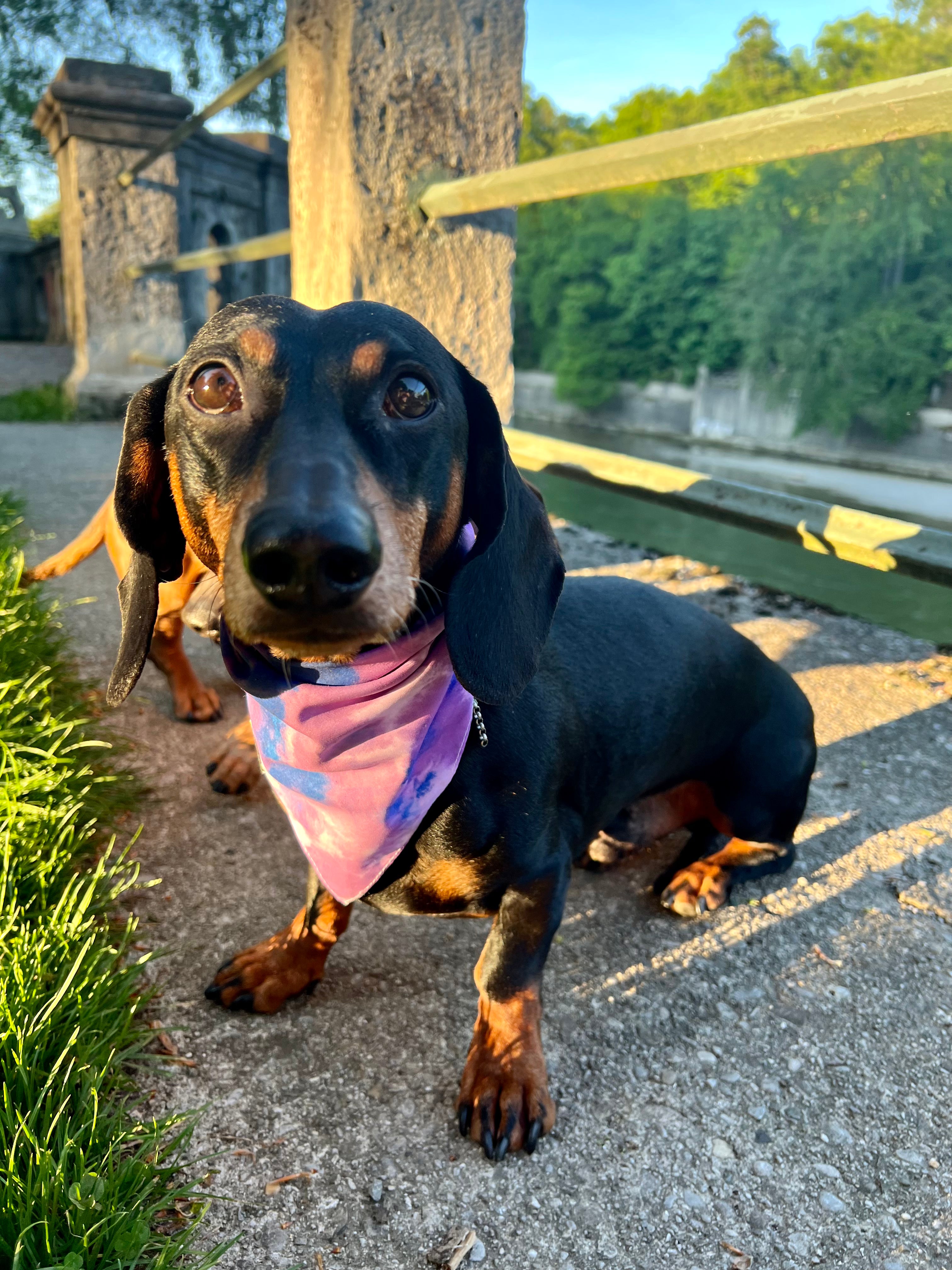 Miniature dachshund bandanas best sale