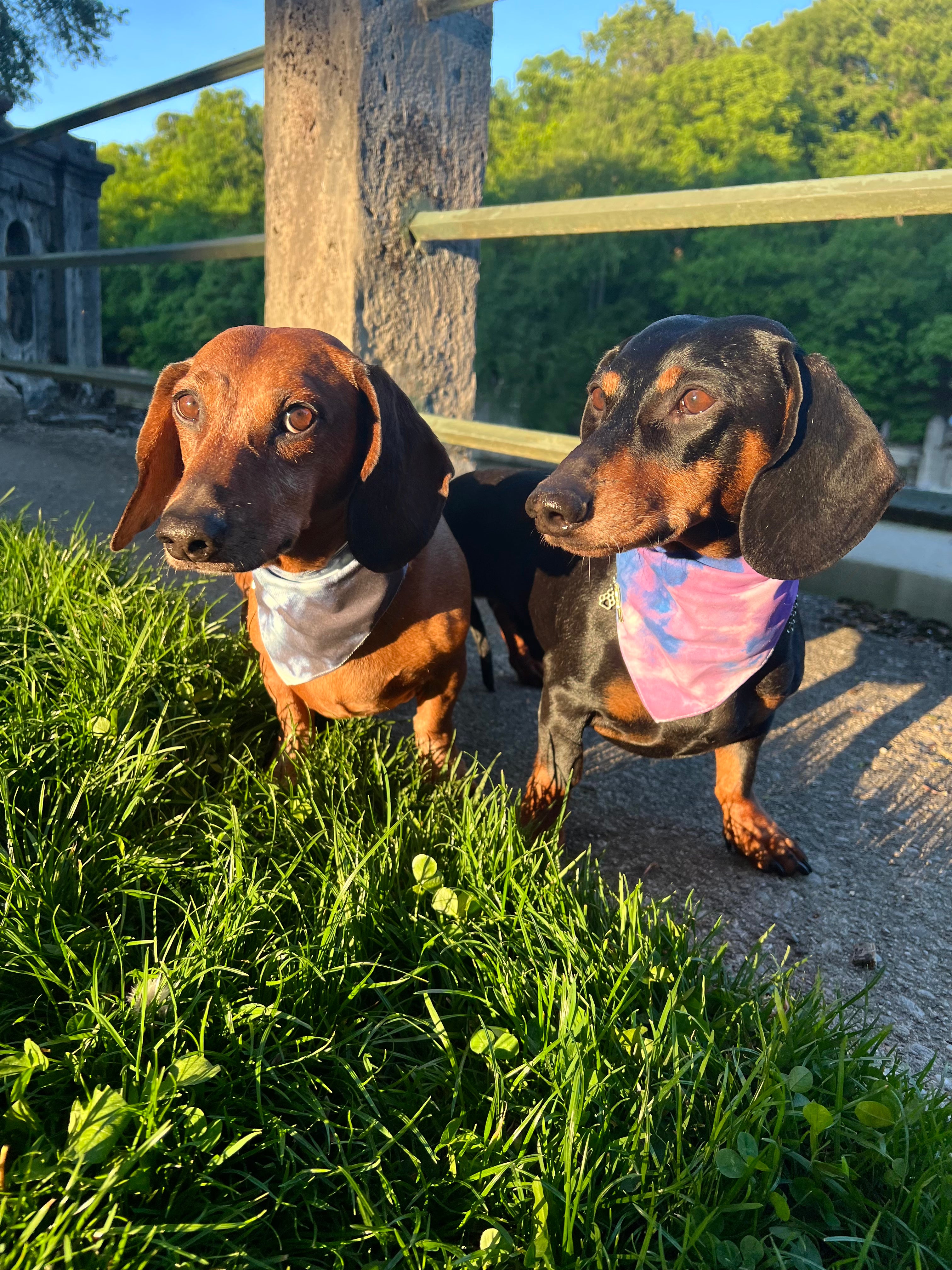 Dachshund tie dye Bandanas