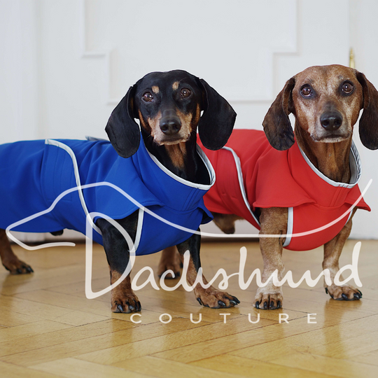 7 Reasons Your Dachshund Should Be Wearing A Coat
