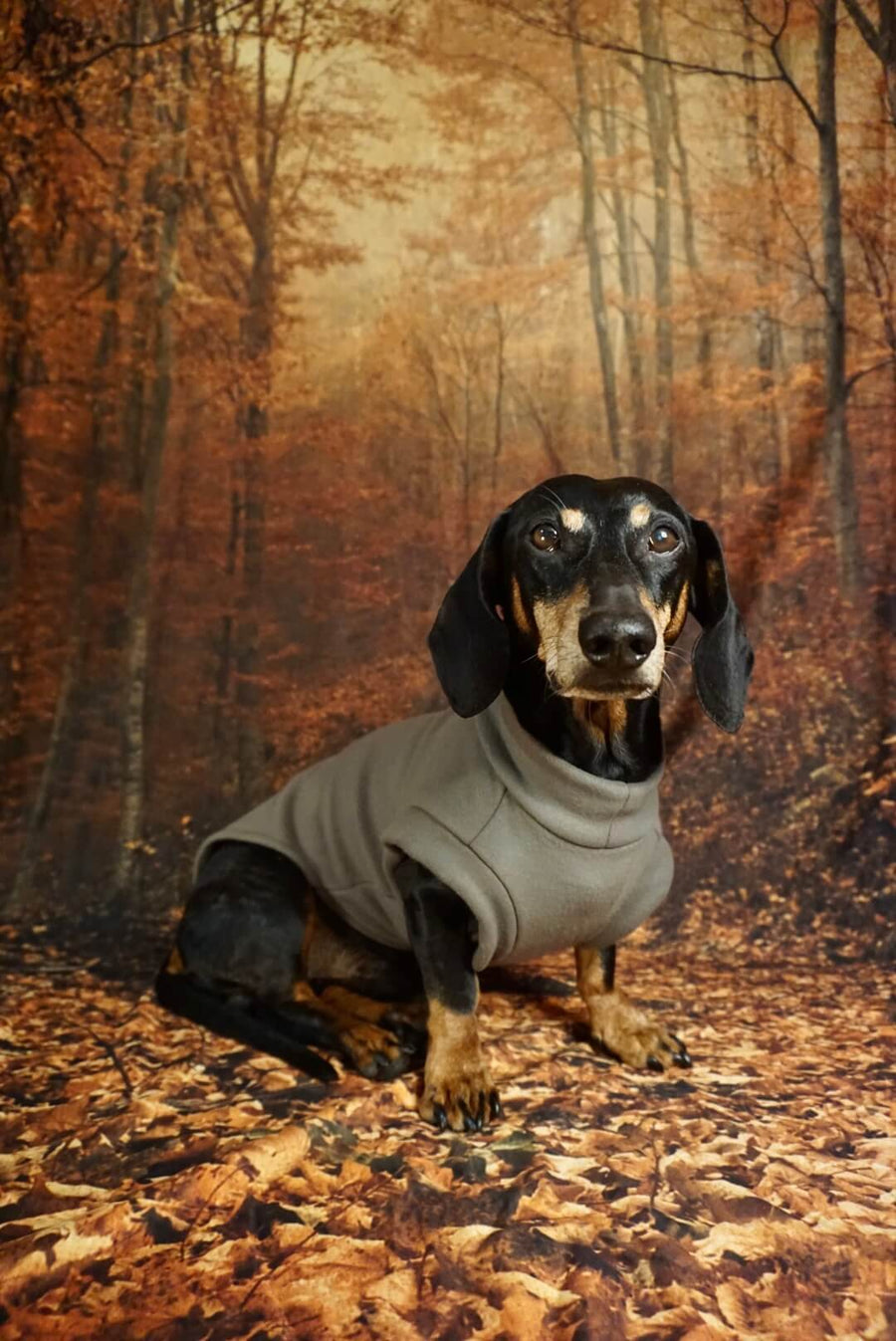 Olive Green Fleece Pullover for Dachshunds