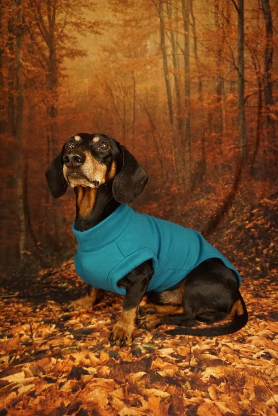 Petrol Blue Fleece Pullover for Dachshunds