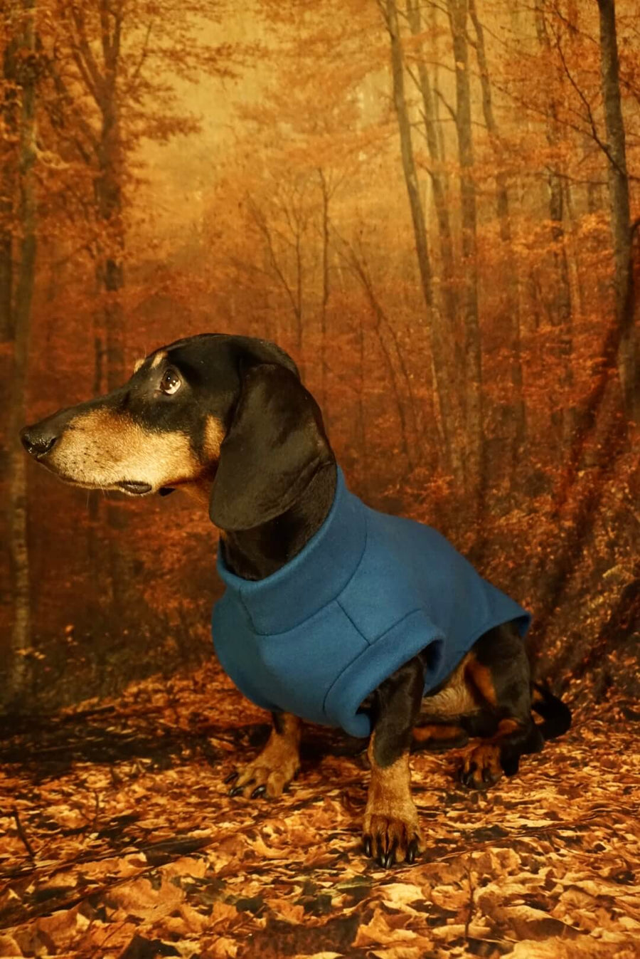 Jeans Blue Fleece Pullover for Dachshunds