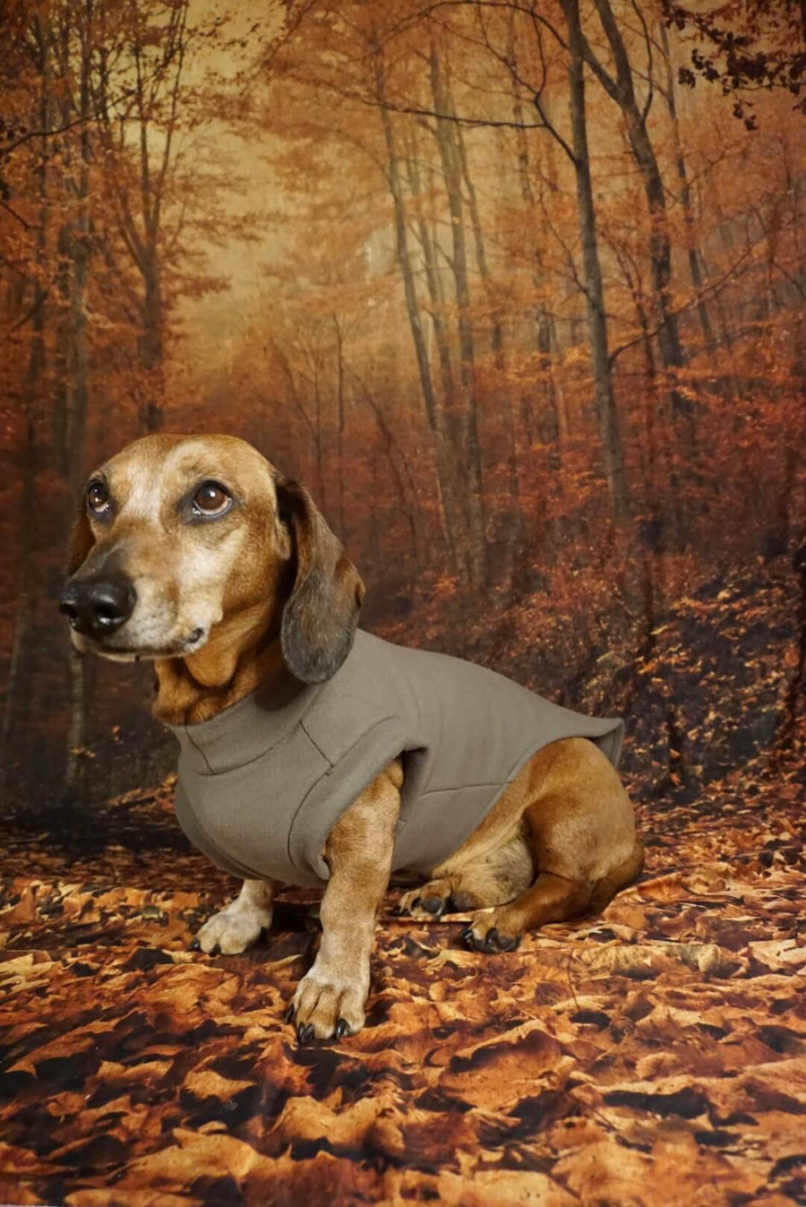 Olive Green Fleece Pullover for Dachshunds