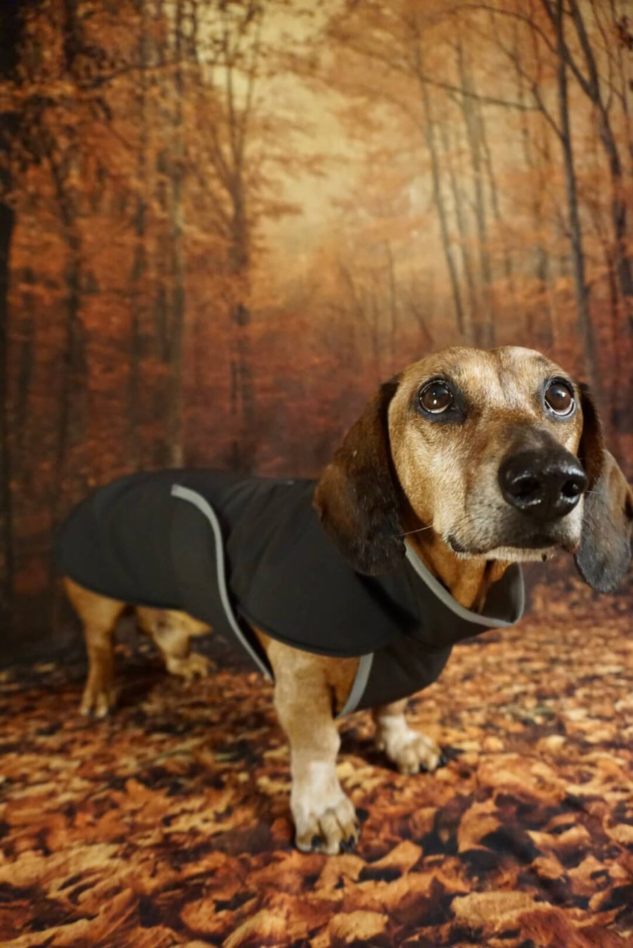 Black Softshell dog coat with covered chest