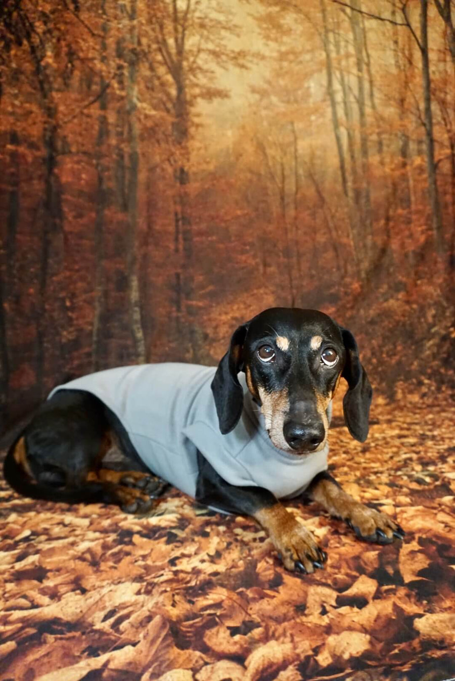 Light Grey Fleece Pullover for Dachshunds