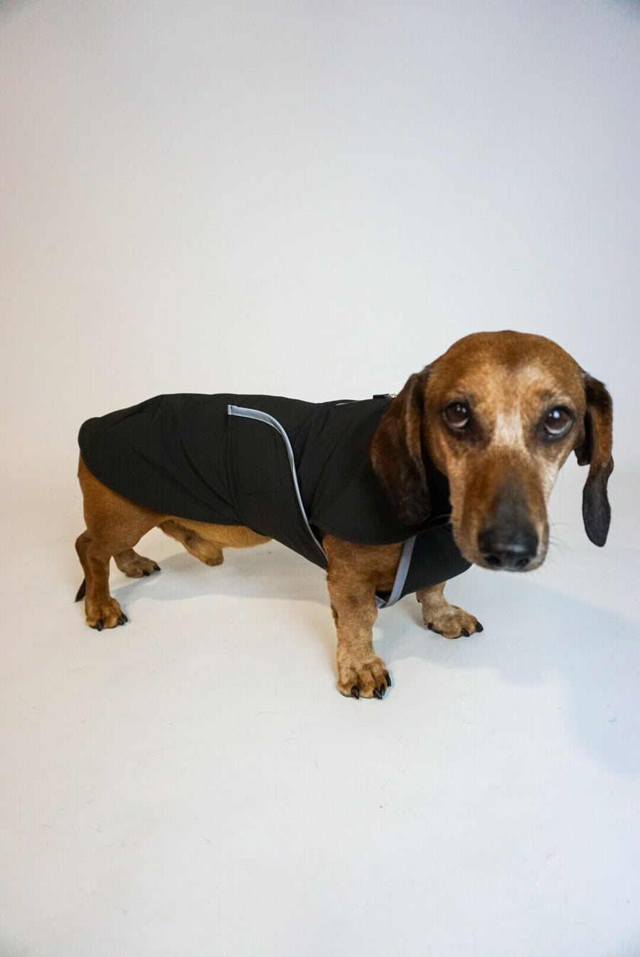 Manteau Softshell noir pour chien avec poitrine couverte