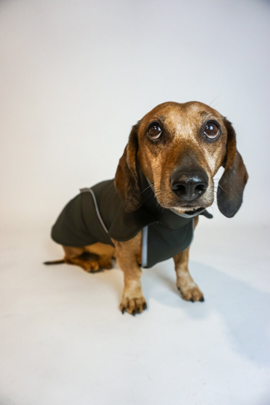 Black Softshell dog coat with covered chest