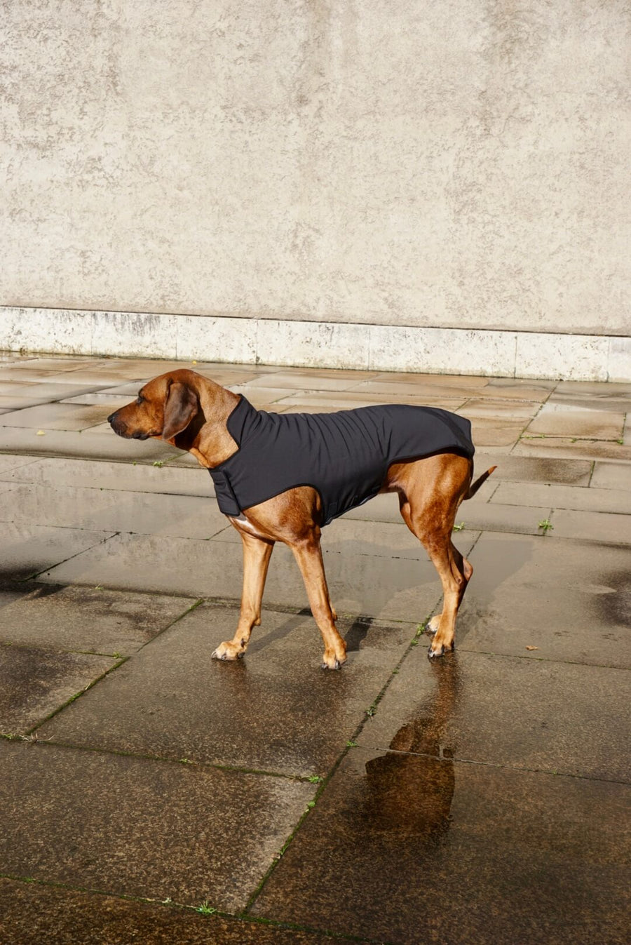 Black Softshell Raincoat for bigger breeds