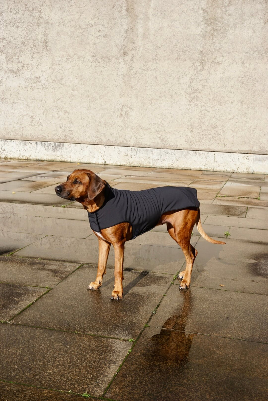 Black Softshell Raincoat for bigger breeds