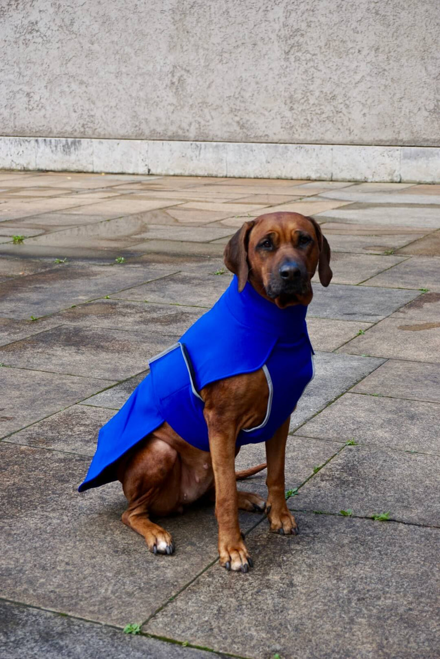 Blue Softshell coat for larger Breeds