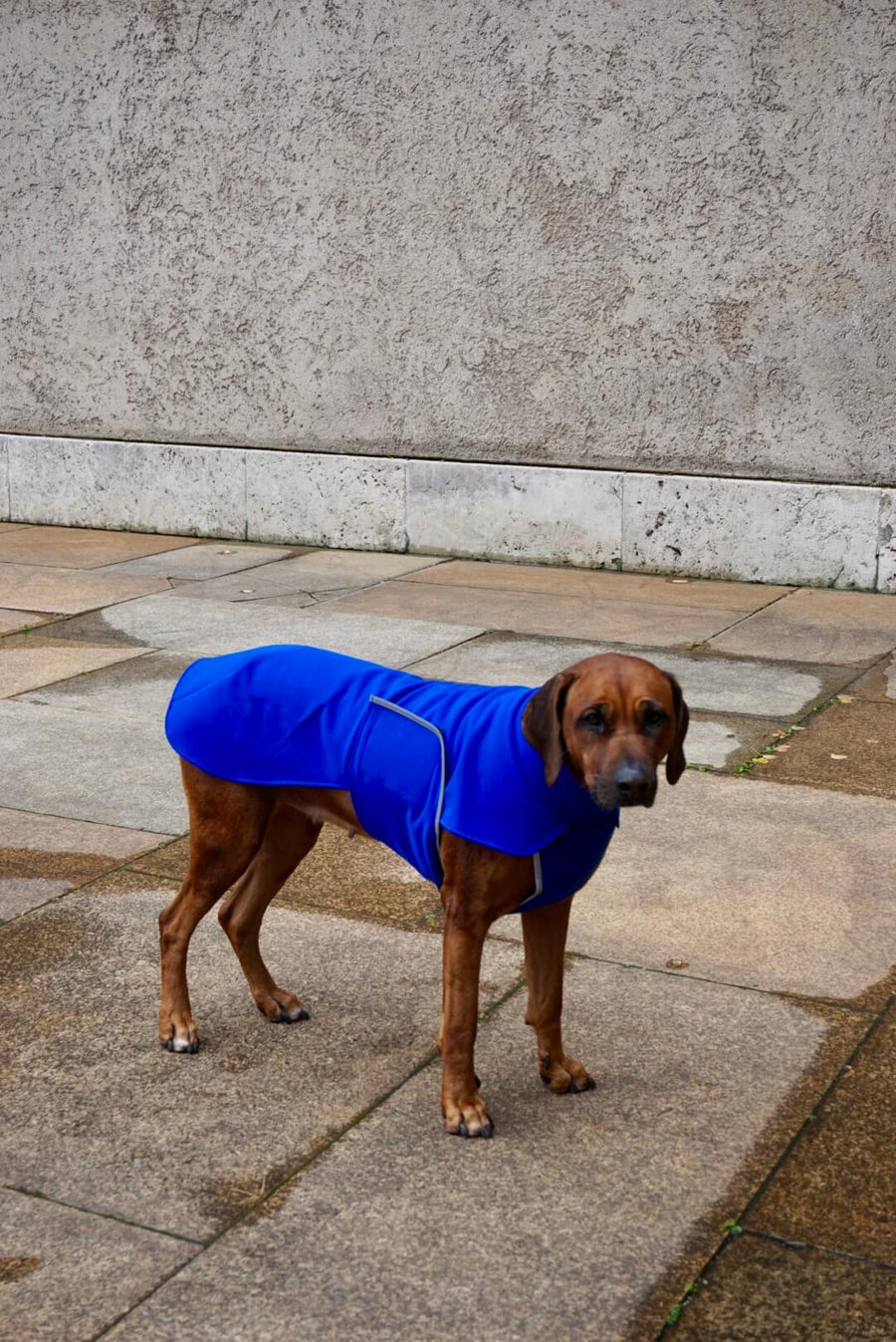 Blue Softshell coat for larger Breeds