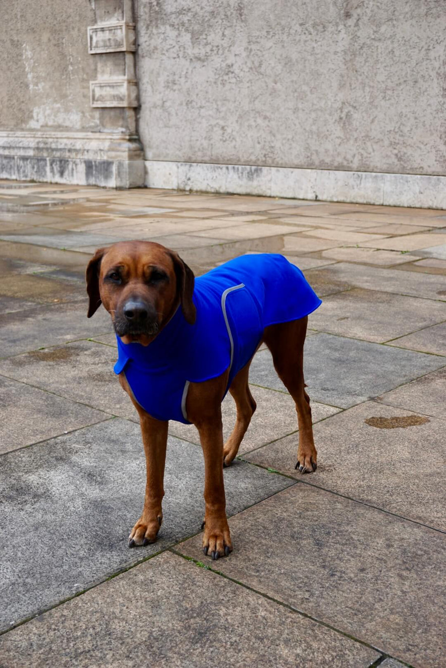 Blue Softshell coat for larger Breeds