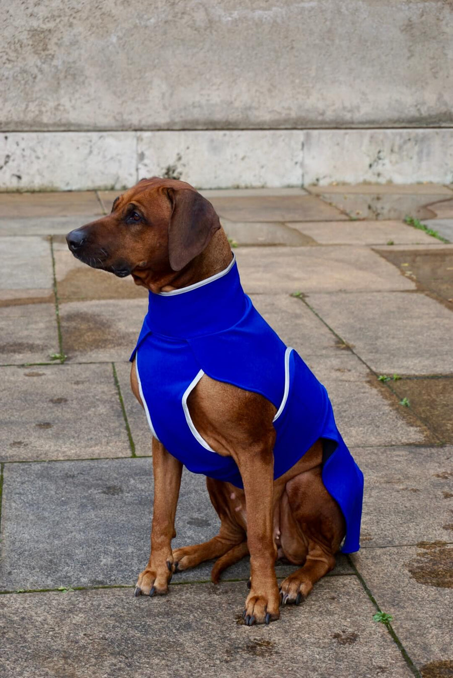 Blue Softshell coat for larger Breeds
