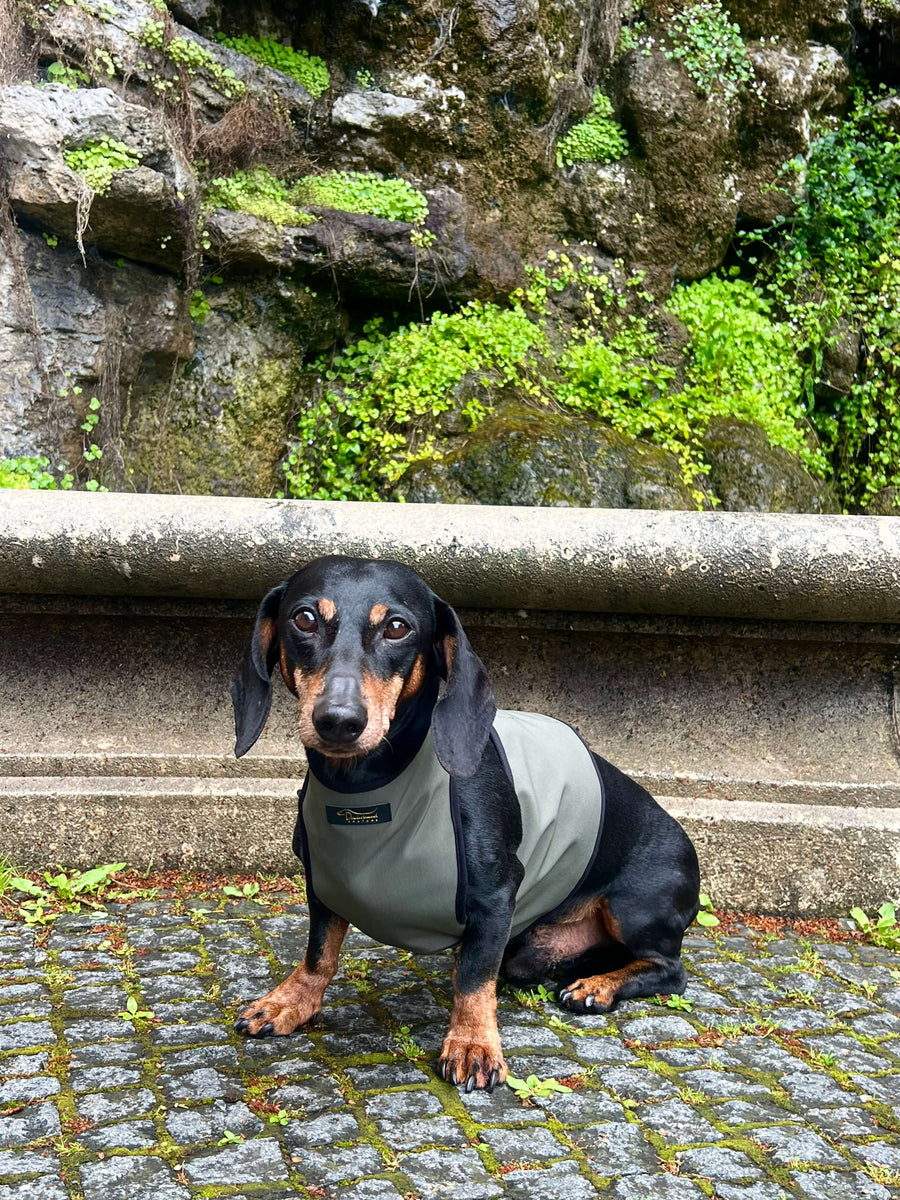 Dachshund winter coat best sale