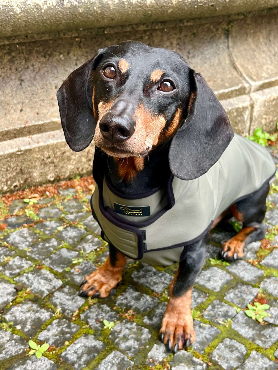 Olive Softshell raincoat for Dachshunds