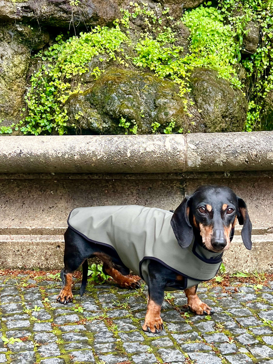 Olive Softshell raincoat for Dachshunds