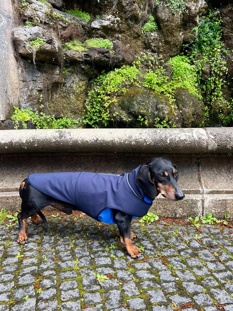 Marineblauer Softshell-Regenmantel für Dackel