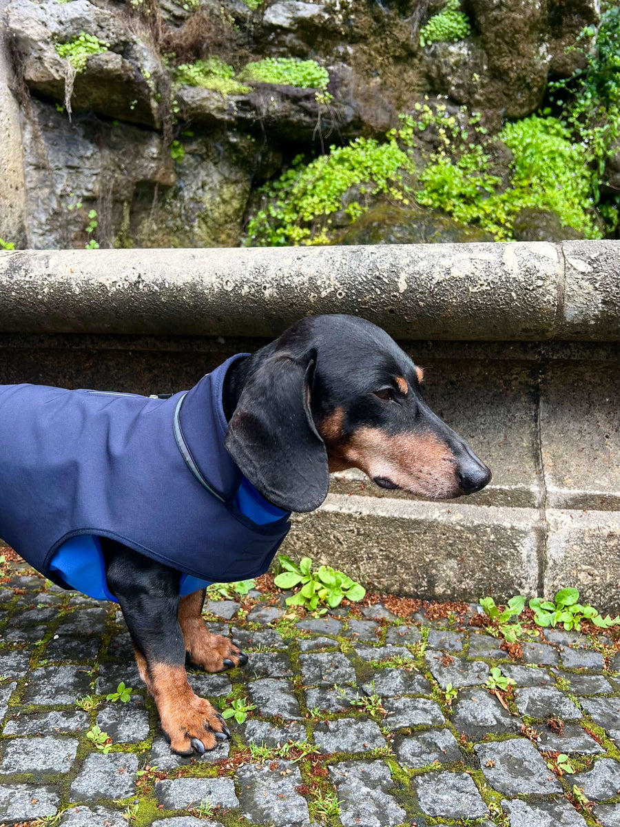 Marineblauer Softshell-Regenmantel für Dackel