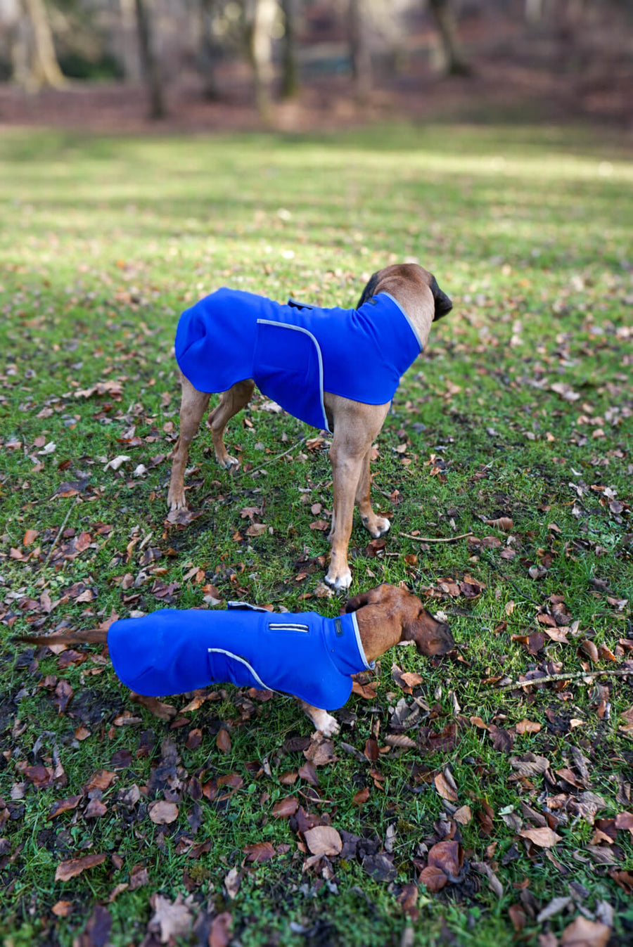 Blue Softshell coat for larger Breeds