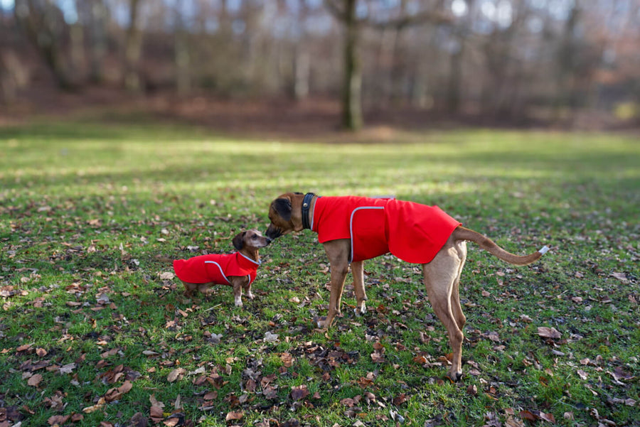 Red Softshell coat for larger Breeds