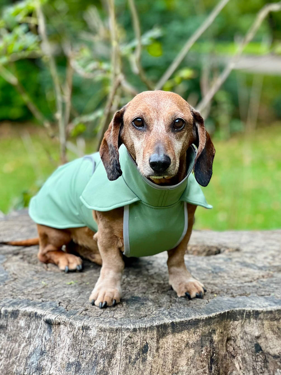 Green Softshell dog coat with covered chest