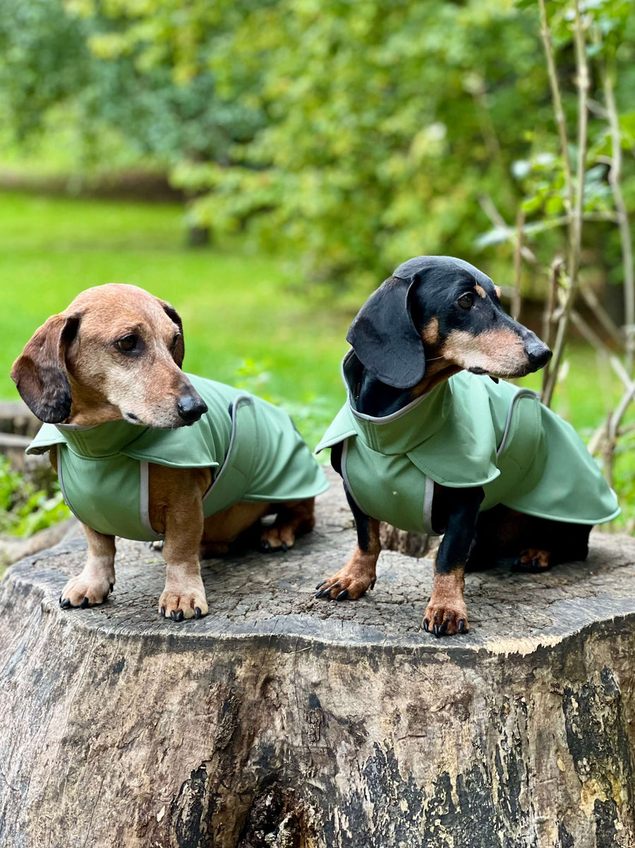 Green Softshell dog coat with covered chest