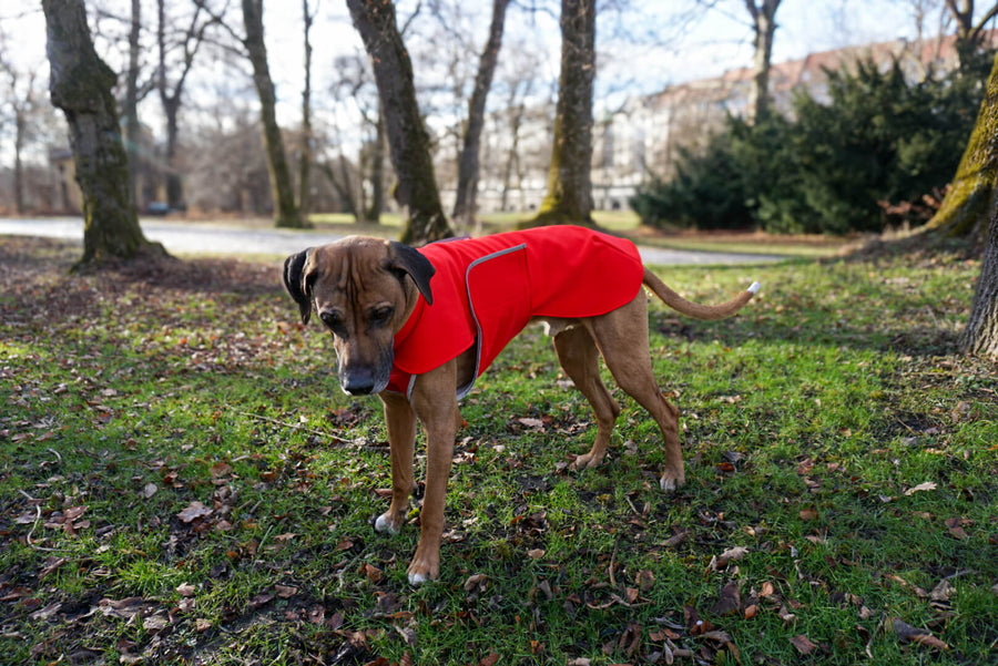 Red Softshell coat for larger Breeds