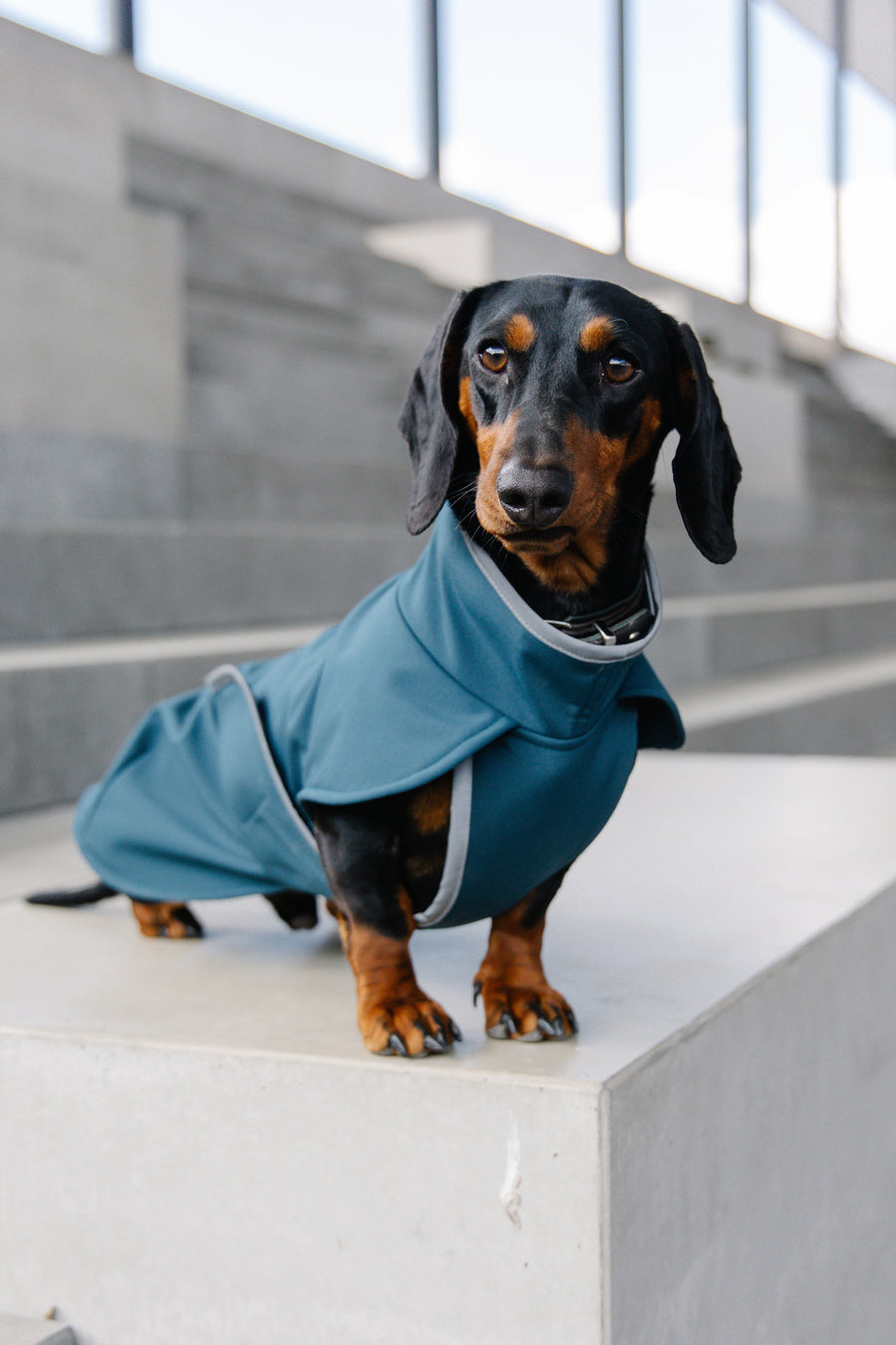 Petrol Softshell Dog Coat with Covered Chest – Dachshund-couture.com