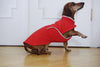Softshell dachshund coat Munch in red