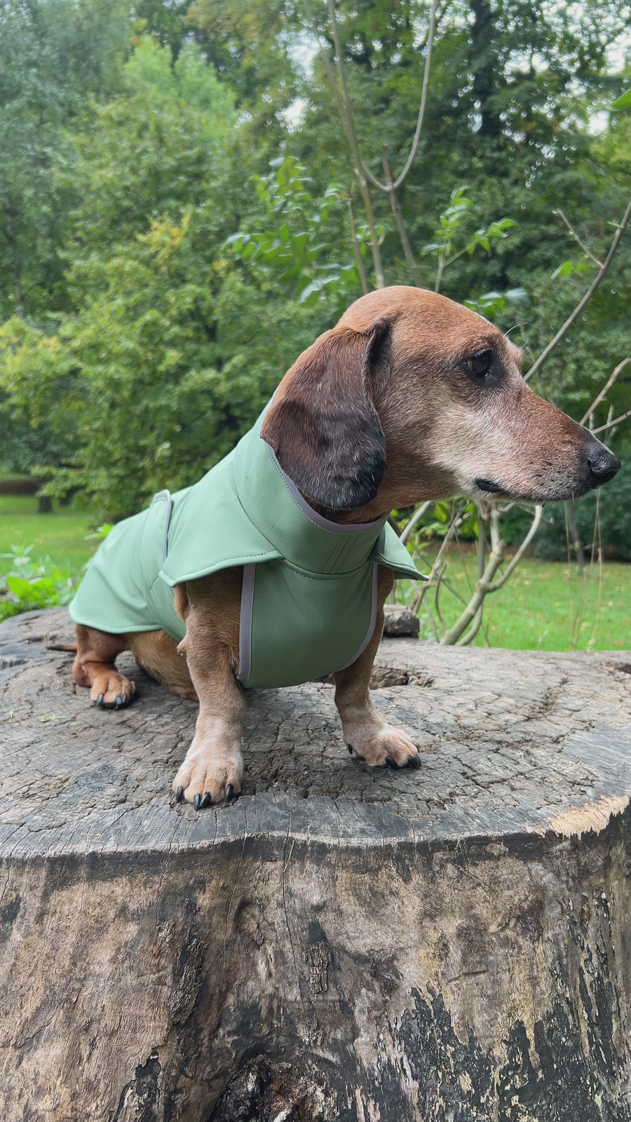 Green Softshell dog coat with covered chest