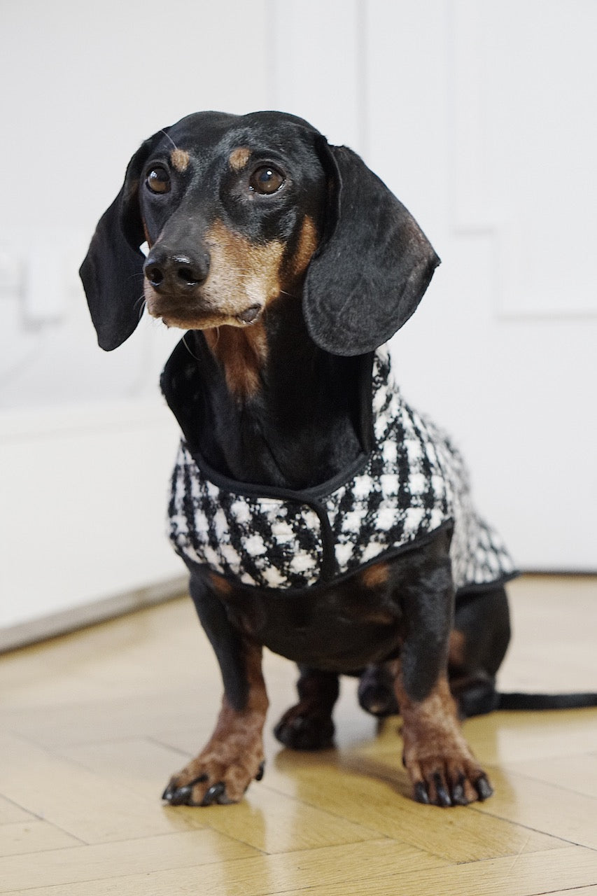 The Emily would be jealous of your doxie in Paris Bundle