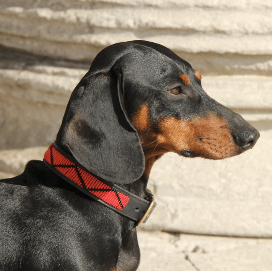 Dog collar Madrid