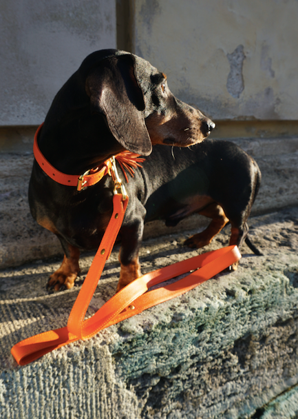 Luxurious orange leather dog lead