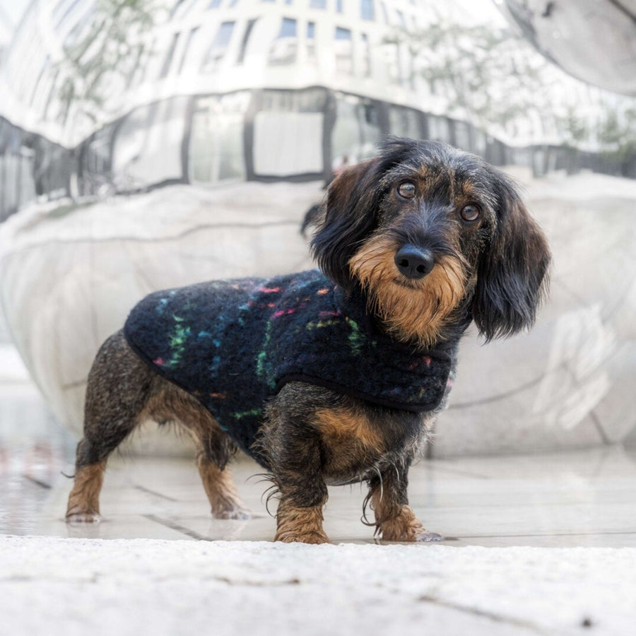 Dachshund coat winter Klimt