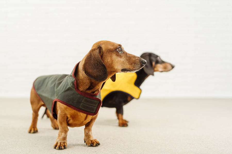 Waxed rain coat Rembrandt dog apparel jacket Dachshund Couture