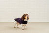 Dachshund coat violet wool Kandinsky