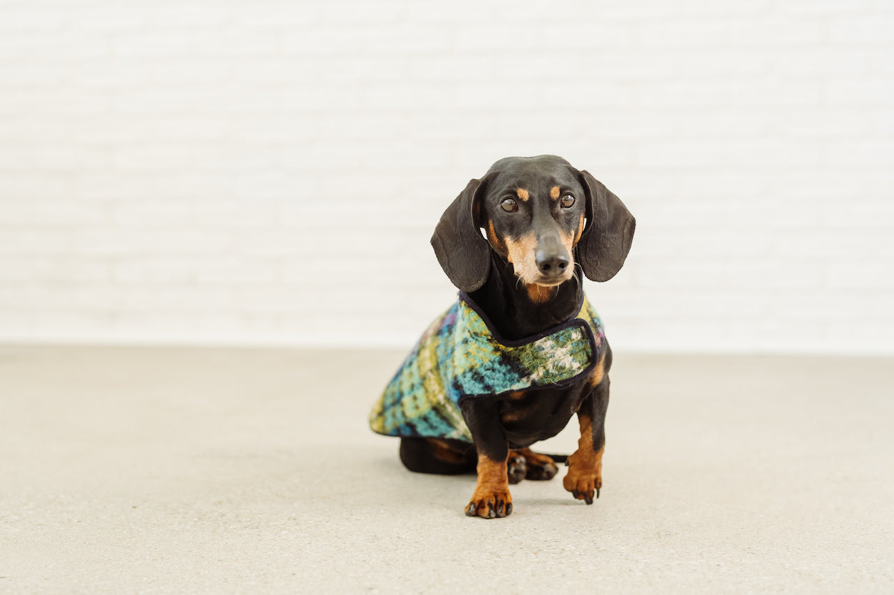 Dackel Mantel wool winter coat for dachshund couture warm dog jacket