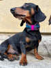 Hundehalsband-Set mit Fliege im Tartan
