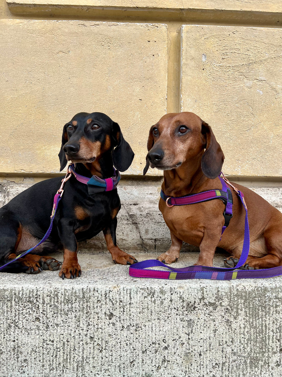 Dog Bow tie collar set in Tartan