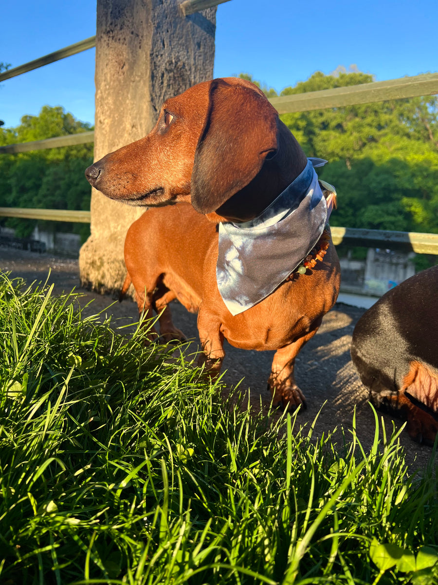 Dachshund clearance dog collar