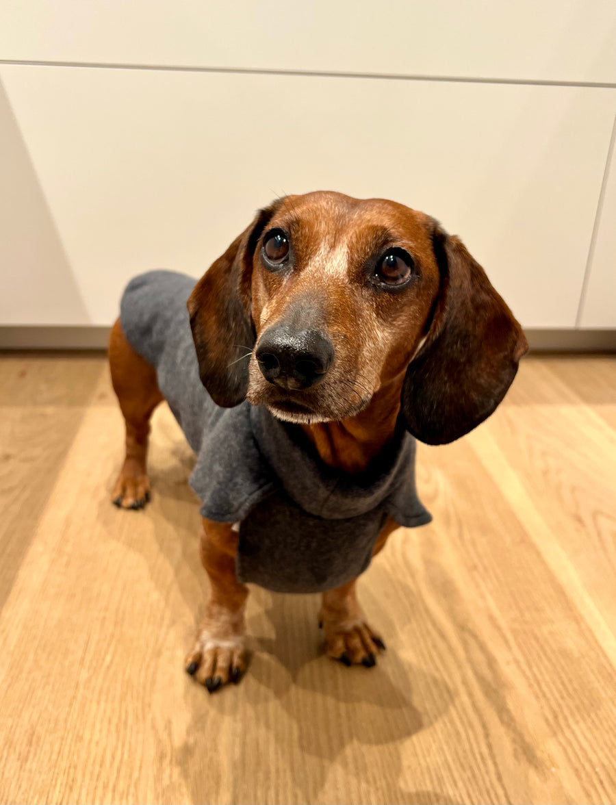Dachshund cotton fleece jumper John