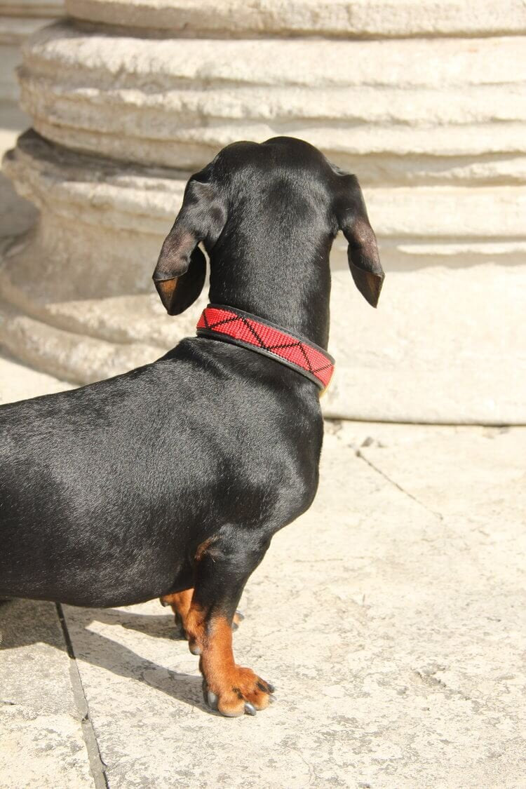 Dog collar Madrid