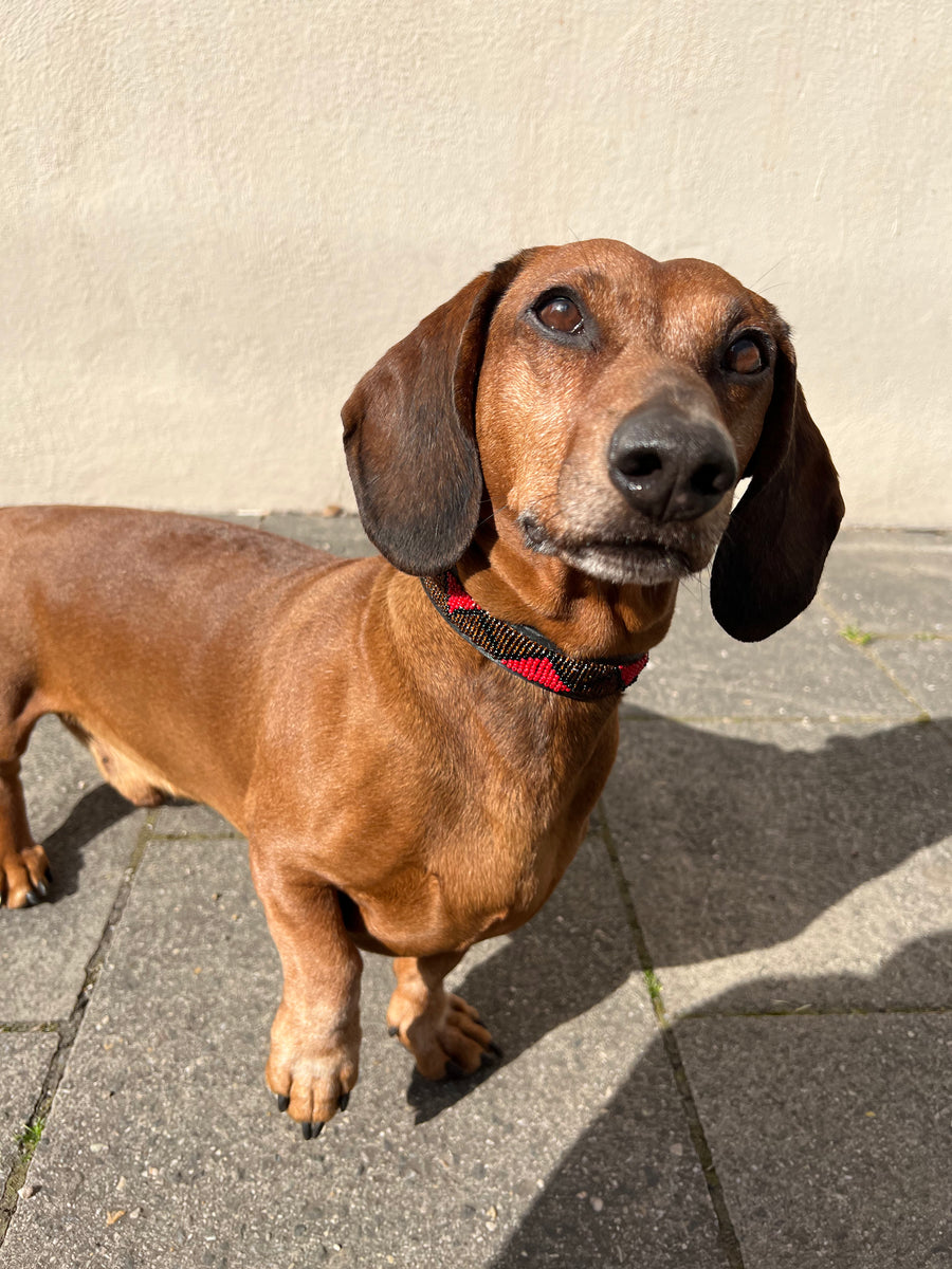 70 lb weiner sales dog